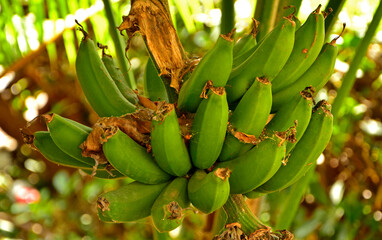 kiść zielonych banaów na drzewie, kiść dojrzewających babaów na bananowcu, owocujący bananowiec, Musa paradisiaca, a bunch of green bananas on a tree, a bunch of ripening bananas on a banana tree © kateej
