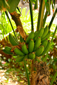 kiść zielonych bana&oacute;w na drzewie, kiść dojrzewających baba&oacute;w na bananowcu, owocujący bananowiec, Musa paradisiaca, a bunch of green bananas on a tree, a bunch of ripening bananas on a banana tree