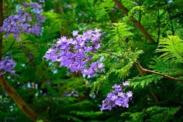 kwitnąca jakaranda, fioletowe kwiaty drzewa jakaranda, jakaranda mimozolistna, Jacaranda mimosifolia, branch of jacaranda purple flowers tree, blossoming Jacaranda, flowers of a jacaranda tree