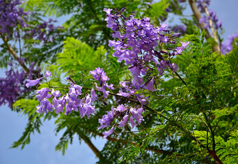 kwitnąca jakaranda, fioletowe kwiaty drzewa jakaranda, jakaranda mimozolistna, Jacaranda mimosifolia, branch of jacaranda purple flowers tree, blossoming Jacaranda, flowers of a jacaranda tree