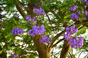 kwitnąca jakaranda, fioletowe kwiaty drzewa jakaranda, jakaranda mimozolistna, Jacaranda mimosifolia, branch of jacaranda purple flowers tree, blossoming Jacaranda, flowers of a jacaranda tree © kateej