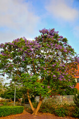 kwitnąca jakaranda, fioletowe kwiaty drzewa jakaranda, jakaranda mimozolistna, Jacaranda mimosifolia, branch of jacaranda purple flowers tree, blossoming Jacaranda, flowers of a jacaranda tree © kateej