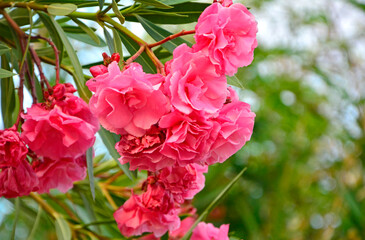 Oleander pospolity, rózowe kwiaty oleandra, kwitnący oleander, Nerium oleander, Pink oleander flowers, 