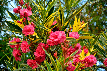Obraz premium Oleander pospolity, rózowe kwiaty oleandra, kwitnący oleander, odmiana pstra 