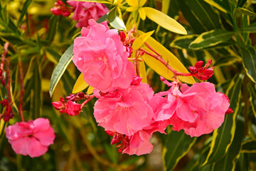 Oleander pospolity, rózowe kwiaty oleandra, kwitnący oleander, odmiana pstra 