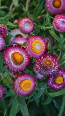 pink and yellow paper daisy flowers cluster