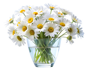 bouquet of daisies isolated on white background. PNG Transparent file type with high definition quality And vibrant color grading Available.