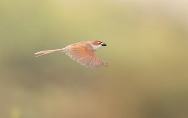 Yellow-eyed Babbler Chrysomma sinense indus river swamps wetlands plains agriculture secretive  songbird striking golden eyes buff brown plumage vocalist Pakistan biodiversity indicator
