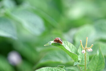 Leptinotarsa decemlineata. Colorado bug potato. flowering potato and striped beetle pest, danger to...