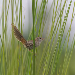 Rufous-vented Prinia or Rufous-vented Grass Babbler Laticilla burnesii

Listed as “Near-Threatened” on the IUCN Red List of Threatened Species. Common in wetlands of Indus River where I live