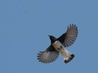 Variable Wheatear Oenanthe picata flight flying wings spread striking black white songbird Pakistan...