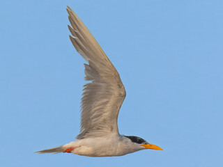 River Tern Sterna aurantia in flight Vulnerable on IUCN Red List of Threatened Birds. Sleek bird black cap yellow bill long wings Rivers lakes Dives for fish graceful flight