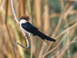 Wire-tailed Swallow Hirundo smithii  iridescent blue black plumage needle thin tail streamers...