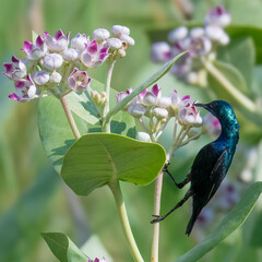Purple Sunbird Cinnyris asiaticus feeding on Aak Calotropis procera flowers Pakistanbird...