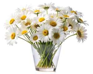 bouquet of daisies in vase isolated on white background. PNG Transparent file type with high definition quality And vibrant color grading Available.