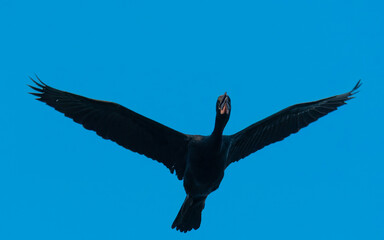 Little Cormorant Microcarbo niger

Black plumage. Dives for fish in freshwater coastal areas. Often seen basking or drying its wings