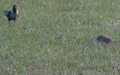 Lesser bandicoot rat Bandicota bengalensis fleeing through Pakistan farmland - crop pest rodent with short tail and digging claws wildlife nature photography