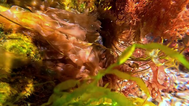 Underwater landscape, thickets of green and red algae on rocks near the shore in the Black Sea