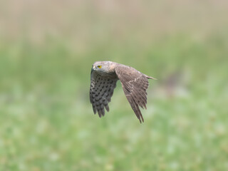 young juvenile  Shikra Accipiter badius flight flying hunting wetland Indus River Pakistan

Agile hunter darts through trees, bushes, snatches birds and rodents. Common falconry bird in Pakistan
