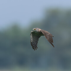 young juvenile  Shikra Accipiter badius flight flying hunting wetland Indus River Pakistan

Agile hunter darts through trees, bushes, snatches birds and rodents. Common falconry bird in Pakistan
