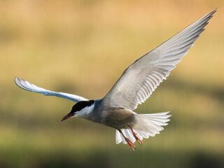 Whiskered Tern Chlidonias hybrida flying over Indus River wetlands Pakistan, gray-white seabird with forked tail diving for fish, wildlife conservation