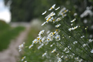 small field daisies. chamomiles on sunny summer day. white wild flower. Collecting pharmacy...