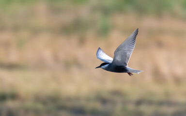Whiskered Tern Chlidonias hybrida flying over Indus River wetlands Pakistan, gray-white seabird...