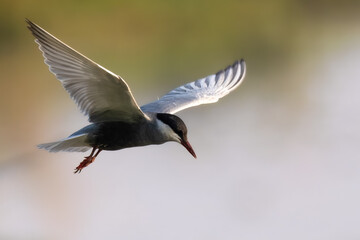 Whiskered Tern Chlidonias hybrida flying over Indus River wetlands Pakistan, gray-white seabird with forked tail diving for fish, wildlife conservation