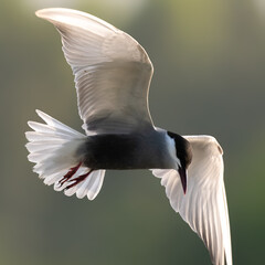 Whiskered Tern Chlidonias hybrida flying over Indus River wetlands Pakistan, gray-white seabird...