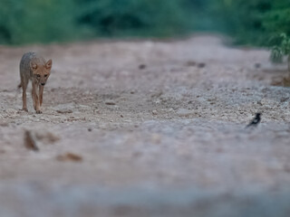 Young Juvenile Golden Jackal Canis aureus intently watching Pied Bushchats Saxicola caprata in Pakistan grasslands. Curious predator-prey interaction showcasing wild behavior