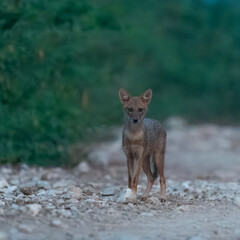 Golden Jackal Canis aureus adaptable canid hunter Young juvenile Pakistan wildlife omnivorous predator scavenger South Asia mammal carnivore biodiversity conservation nature photography