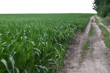 Fototapeta premium road in the field, green corn leaves. Corn farm. photo of corn field. concept of good harvest, agricultural. Field of corn in spring or early summer. industrial background. close-up