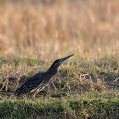Little Heron Butorides striata in defensive posture threat display Compact hunter Grey back white belly black cap. Stands still by water waits to snatch fish frogs 