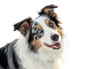 Fototapeta premium Australian Shepherd with heterochromatic eyes outdoors in snow, showing joyful expression and fluffy winter coat