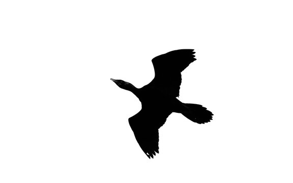 Black and white b/w black bird white background silhouette Little Cormorant Microcarbo niger Black plumage. Dives for fish in freshwater coastal areas. Often seen basking or drying its wings