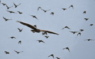 Western Marsh Harrier Circus aeruginosus hunting through flock of Bank Myna and Common Myna in Pakistan wetlands raptor bird of prey nature photography wildlife action