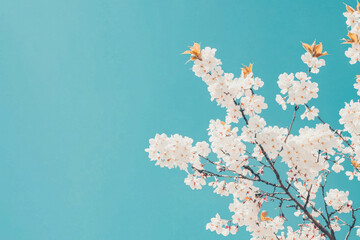 Cherry Blossoms in Full Bloom Against Blue Sky