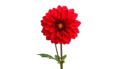 Close-up of a vibrant red dahlia