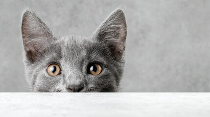 Photo of a gray Shorthair kitten frightened cat with drooping ears peeking out from behind a white table with copy space