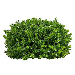 Obraz premium Green bush isolated on transparent background