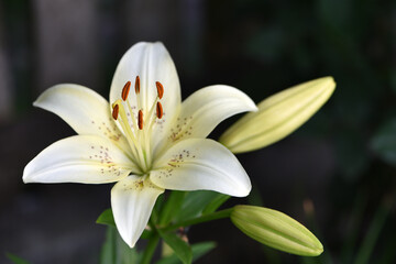 Fototapeta premium Lilium. white lily field. beautiful lily flower, close-up. delicate white lilies in the garden, in the flowerbed. floral background. blurred green natural background. summer garden