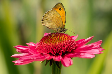 Motyl Przestrojnik jurtina