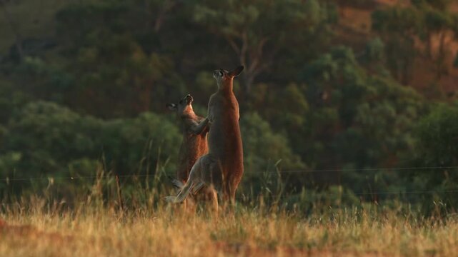 Australian kangaroos battling at dawn in the wild