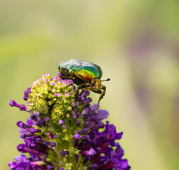 Kruszczyca złotawka