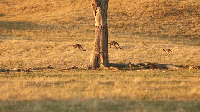 Kangaroos hopping in the Australian wilderness