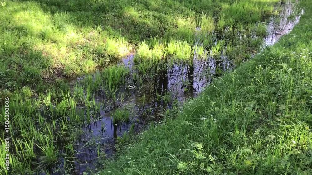 Poster grassy area with a small stream of water running through it