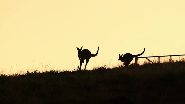 Kangaroos silhouetted against Australian sunrise