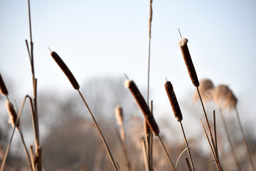 Typha close-up. Phragmites australis. photo with dry Reeds, Typha Latifolia, also called bulrush,...