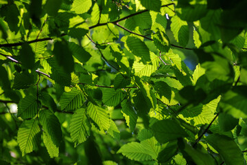 green leaves background in sunny day with bokeh and sunbeams