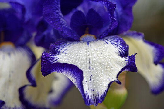 Irideae. iris flowers are blooming in the garden, blue and white petals. macro photo, floral natural background. beautiful flowers close-up. blooming in the flowerbed. spring season, summer time